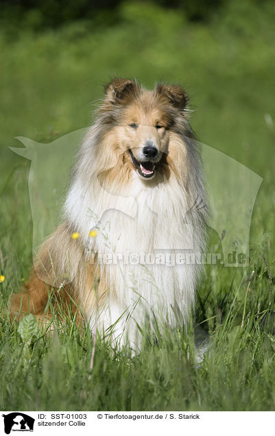 sitzender Collie / sitting collie / SST-01003