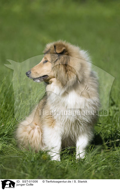 junger Collie / young collie / SST-01006