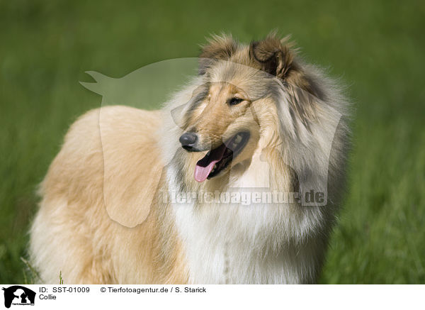 Collie / Collie / SST-01009