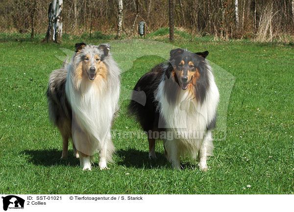 2 Collies / 2 Collies / SST-01021