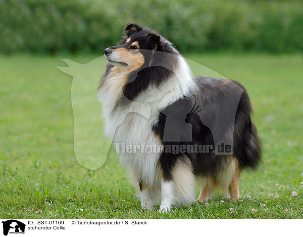 stehender Collie / standing Collie / SST-01169