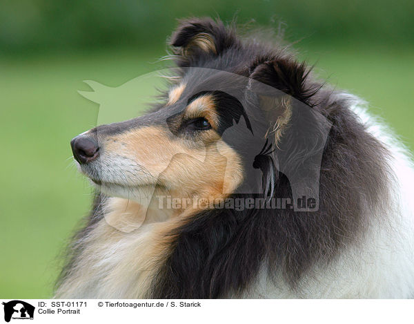 Collie Portrait / Collie Portrait / SST-01171