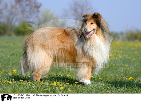 stehender Collie / SST-01174