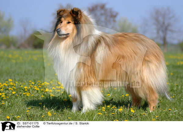 stehender Collie / standing Collie / SST-01175