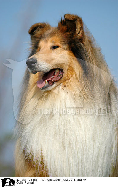 Collie Portrait / Collie Portrait / SST-01183