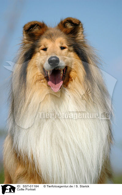 Collie Portrait / Collie Portrait / SST-01184