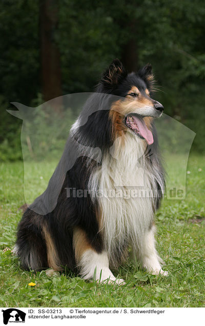 sitzender Langhaarcollie / sitzender longhaired Collie / SS-03213