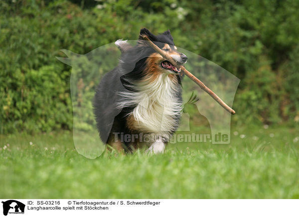 Langhaarcollie spielt mit Stckchen / playing longhaired Collie / SS-03216