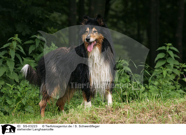 stehender Langhaarcollie / standing longhaired Collie / SS-03223