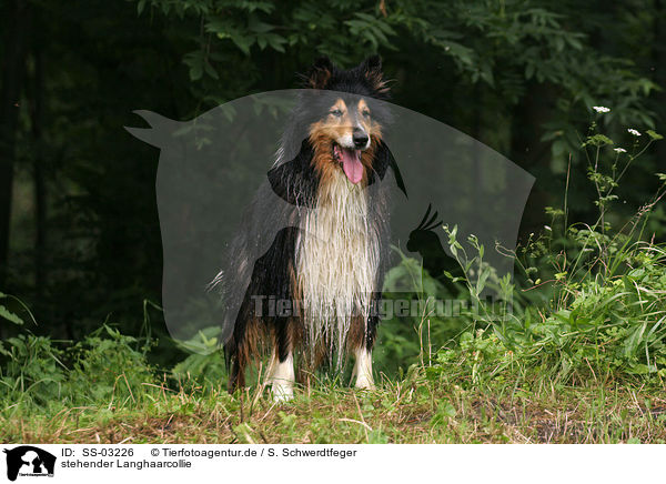 stehender Langhaarcollie / standing longhaired Collie / SS-03226