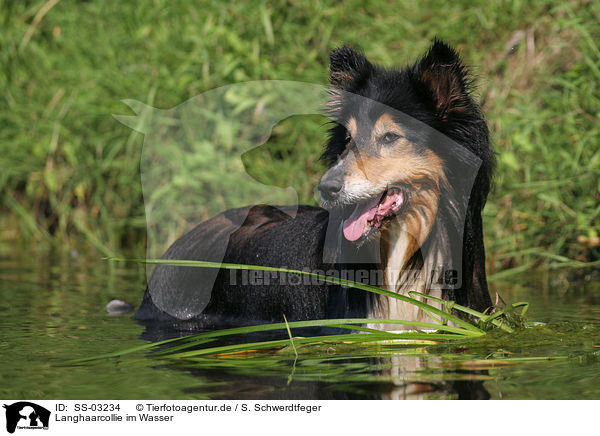 Langhaarcollie im Wasser / longhaired Collie in the water / SS-03234