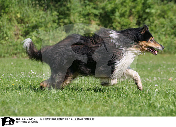 rennender Collie / running Collie / SS-03242