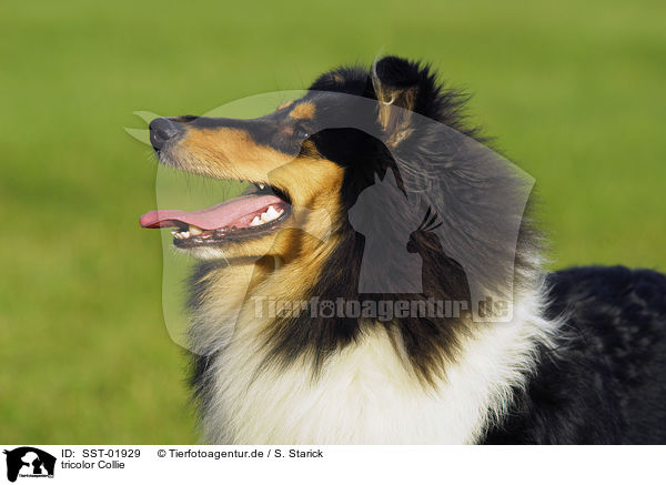 tricolor Collie / tricolor Collie / SST-01929