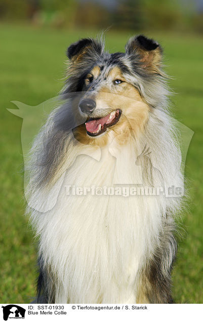 Blue Merle Collie / Blue Merle Collie / SST-01930