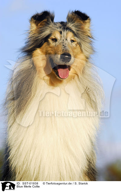 Blue Merle Collie / Blue Merle Collie / SST-01938