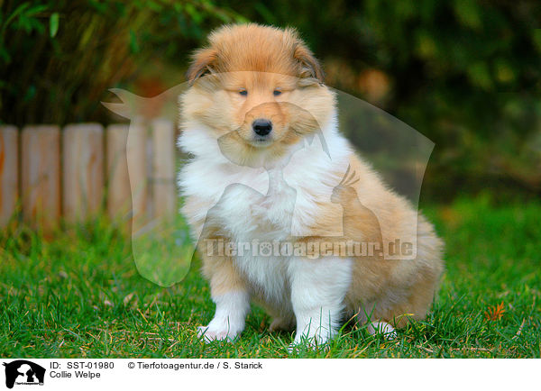 Collie Welpe / Collie Puppy / SST-01980