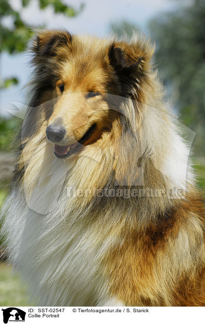 Collie Portrait / Collie Portrait / SST-02547