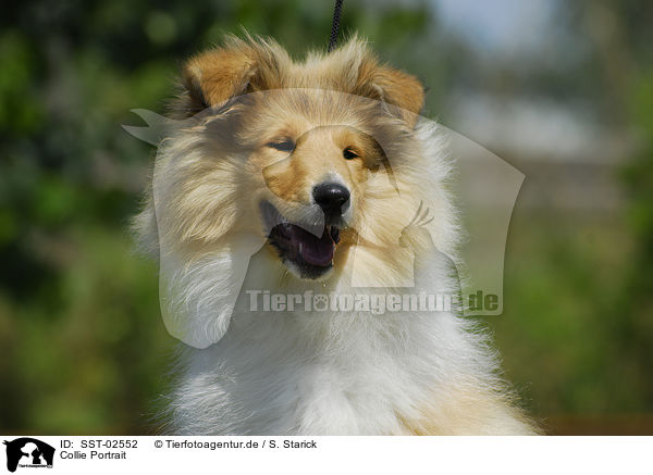 Collie Portrait / Collie Portrait / SST-02552