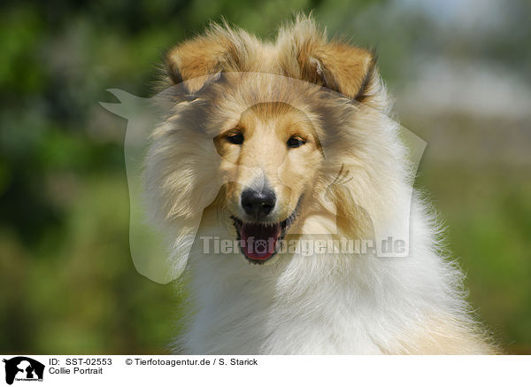 Collie Portrait / Collie Portrait / SST-02553