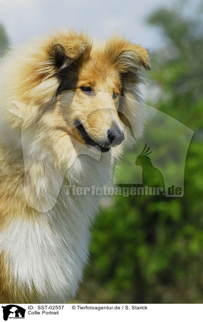 Collie Portrait / Collie Portrait / SST-02557