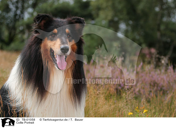 Collie Portrait / Collie Portrait / TB-01058