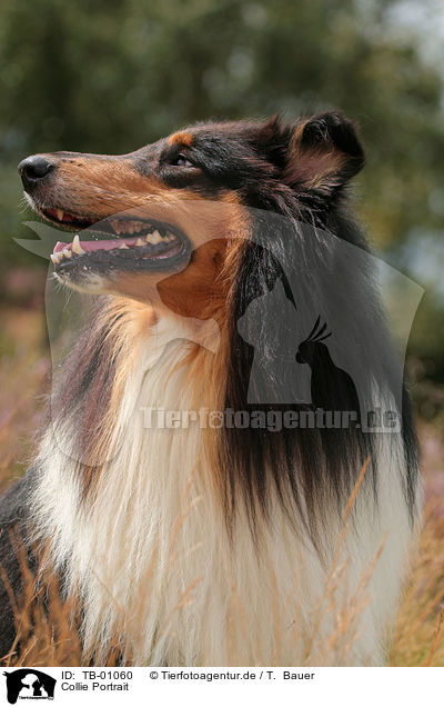 Collie Portrait / Collie Portrait / TB-01060