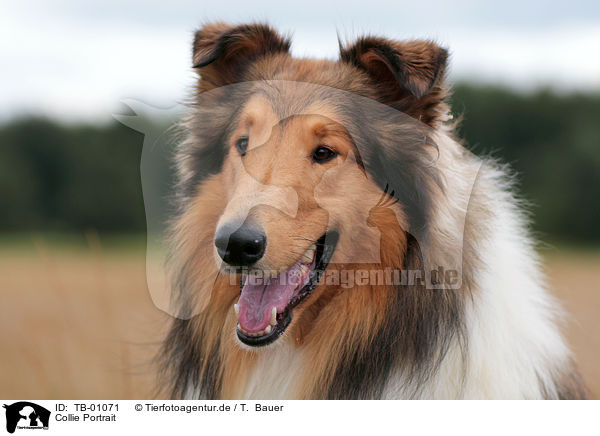 Collie Portrait / Collie Portrait / TB-01071