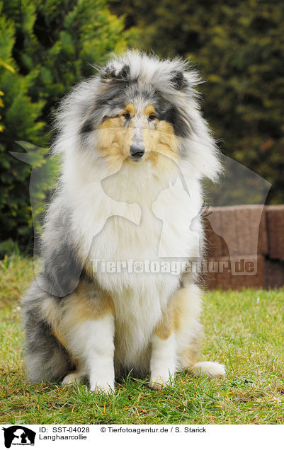 Langhaarcollie / longhaired Collie / SST-04028