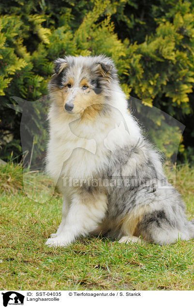 Langhaarcollie / longhaired Collie / SST-04035