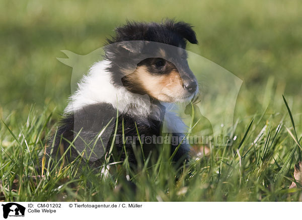 Collie Welpe / Collie puppy / CM-01202