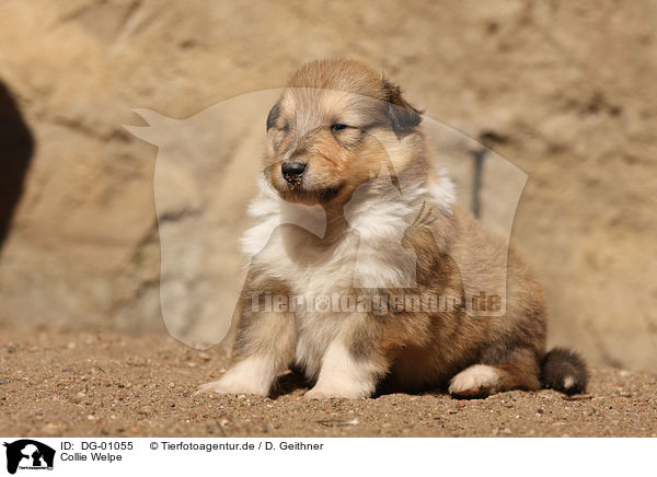 Collie Welpe / Collie Puppy / DG-01055