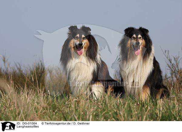 Langhaarcollies / longhaired Collies / DG-01064