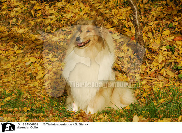 sitzender Collie / sitting Collie / SST-04802