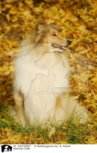 sitzender Collie / sitting Collie / SST-04807