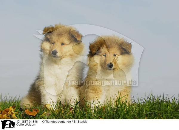 Collie Welpen / Collie Puppies / SST-04818