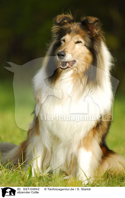 sitzender Collie / sitting Collie / SST-04842