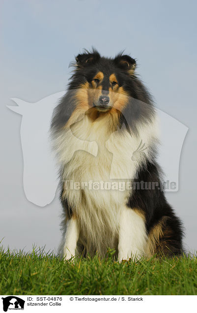 sitzender Collie / sitting Collie / SST-04876