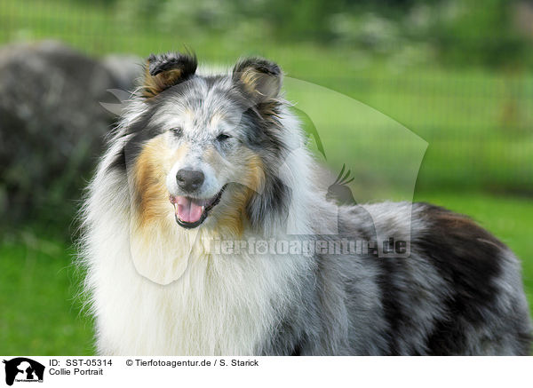 Collie Portrait / Collie Portrait / SST-05314