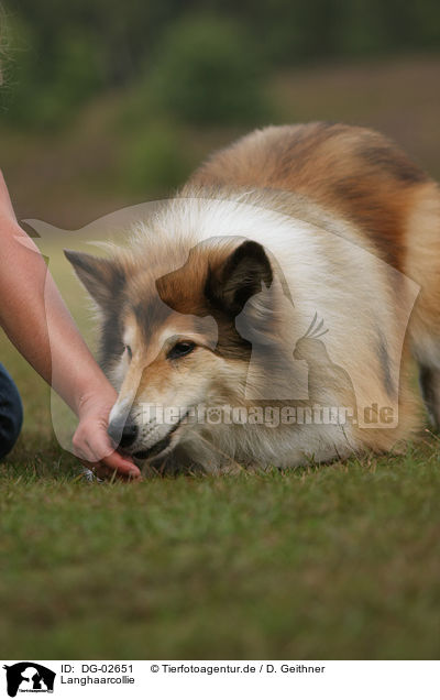 Langhaarcollie / longhaired collie / DG-02651