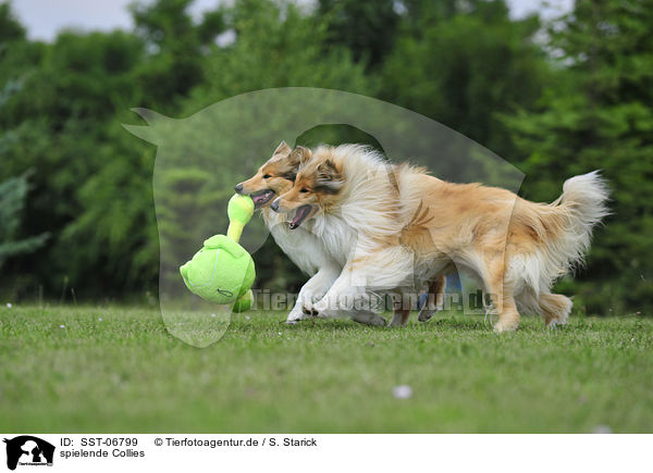 spielende Collies / playing Collies / SST-06799