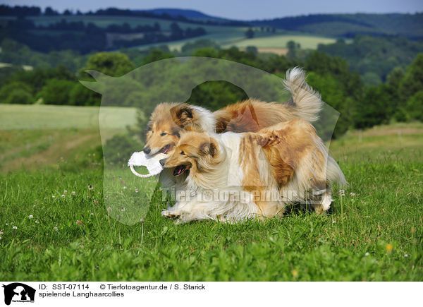 spielende Langhaarcollies / playing longhaired collies / SST-07114