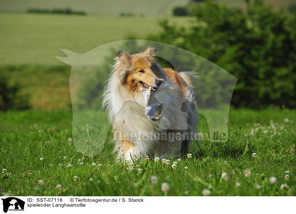 spielender Langhaarcollie / playing longhaired collie / SST-07118