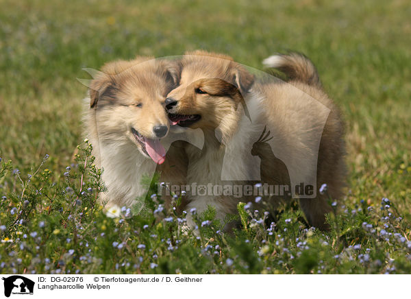 Langhaarcollie Welpen / longhaired Collie puppies / DG-02976