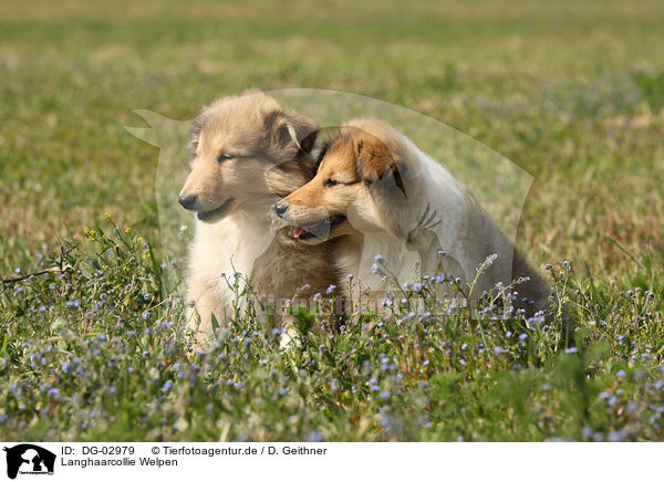 Langhaarcollie Welpen / longhaired Collie puppies / DG-02979