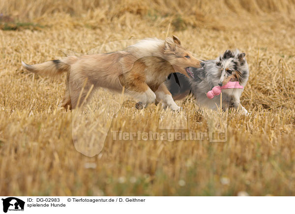 spielende Hunde / playing dogs / DG-02983