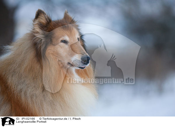 Langhaarcollie Portrait / longhaired Collie Portrait / IPI-02166