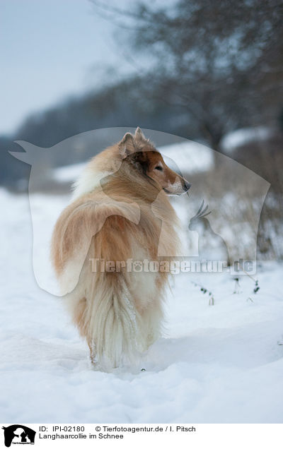 Langhaarcollie im Schnee / longhaired Collie in snow / IPI-02180