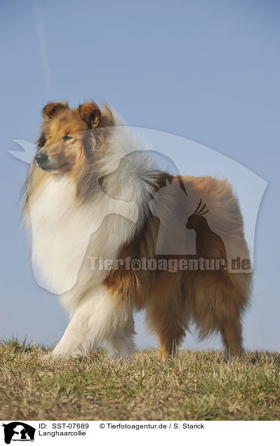 Langhaarcollie / longhaired Collie / SST-07689