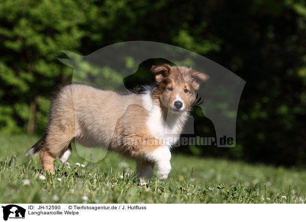 Langhaarcollie Welpe / longhaired collie puppy / JH-12590