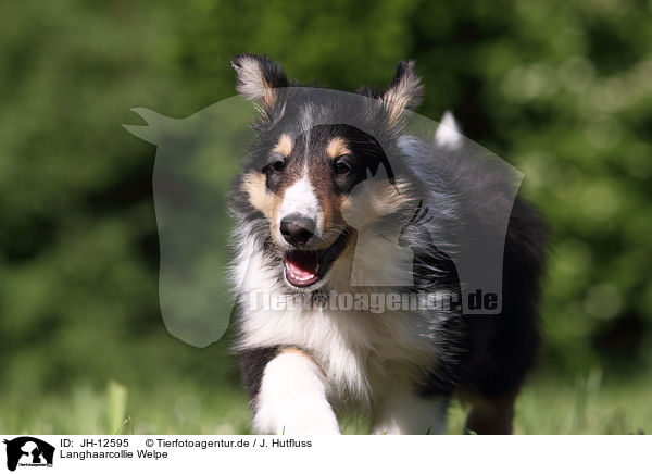 Langhaarcollie Welpe / longhaired collie puppy / JH-12595
